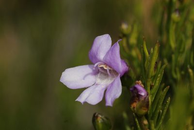Eremophila papillata, photographed by Hugo Innes