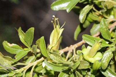 Eremophila serrulata, photographed by Hugo Innes