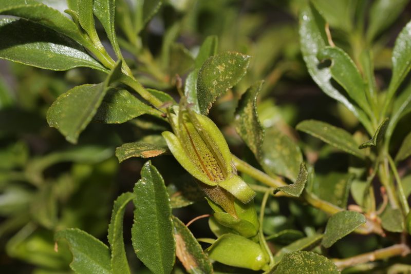 Eremophila serrulata, photographed by Hugo Innes