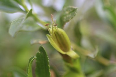 Eremophila serrulata, photographed by Hugo Innes