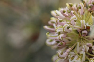 Hakea recurva, photographed by Hugo Innes
