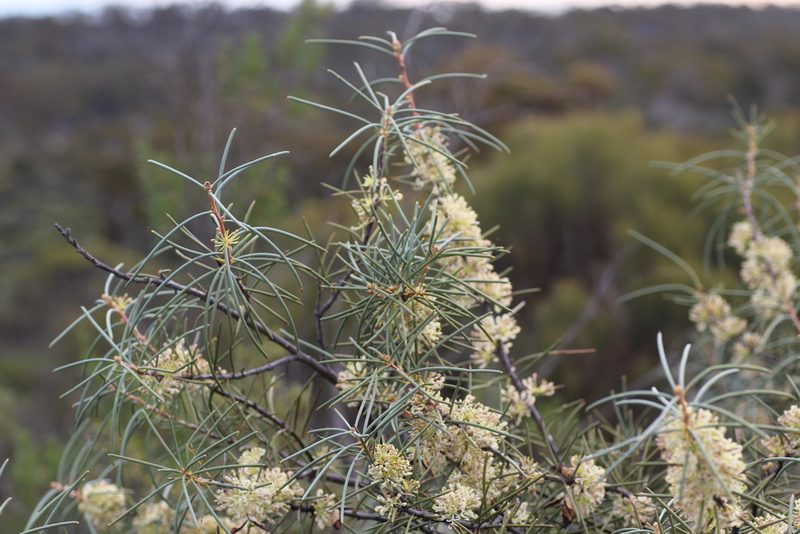 Hakea recurva, photographed by Hugo Innes