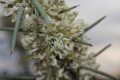 Hakea recurva, photographed by Hugo Innes