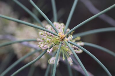 Hakea recurva, photographed by Hugo Innes