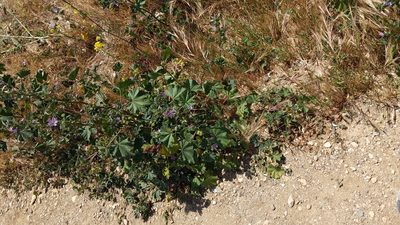 Malva multiflora, photographed by velodrome