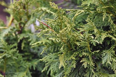Callitropsis nootkatensis, photographed by Braden J. Judson