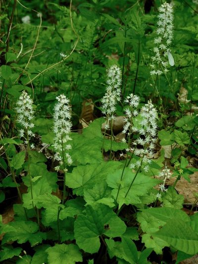 Tiarella austrina, photographed by Michael J. Papay