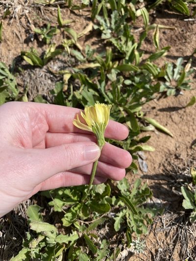 Pyrrhopappus grandiflorus, photographed by Emily Geest