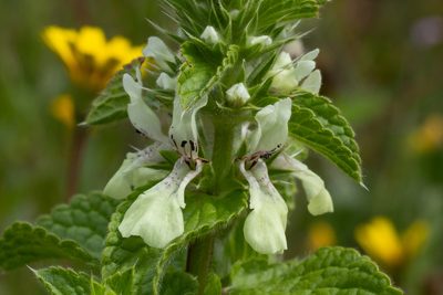 Stachys ocymastrum, photographed by Daniela Costa