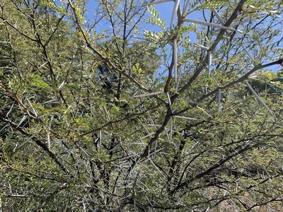 Vachellia karroo, photographed by Dave Richardson