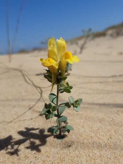 Linaria thymifolia, photographed by Petr Knotek