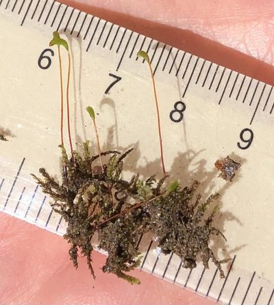 Platylomella lescurii, photographed by Ken Kneidel