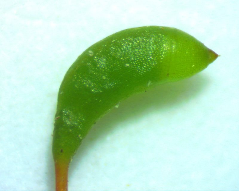 Platylomella lescurii, photographed by Ken Kneidel