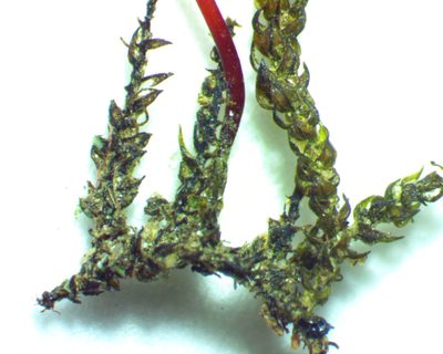 Platylomella lescurii, photographed by Ken Kneidel