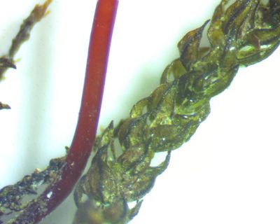 Platylomella lescurii, photographed by Ken Kneidel
