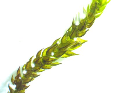 Platylomella lescurii, photographed by Ken Kneidel