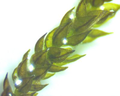 Platylomella lescurii, photographed by Ken Kneidel