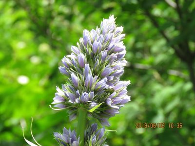 Frasera fastigiata, photographed by Steve Wells