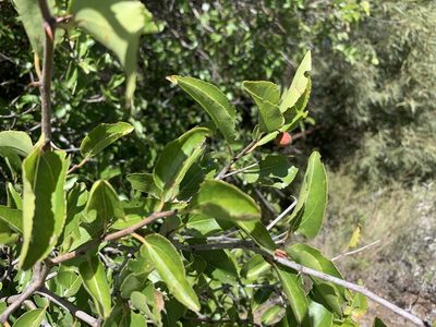 Ziziphus mucronata, photographed by Dave Richardson