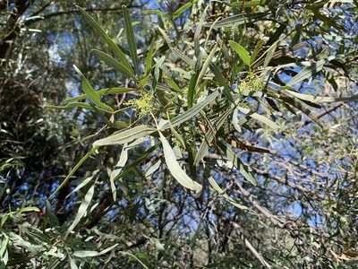 Searsia lancea, photographed by Dave Richardson