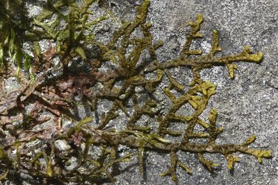 Porella roellii, photographed by Braden J. Judson