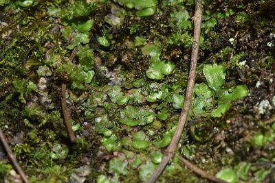 Reboulia hemisphaerica, photographed by Braden J. Judson