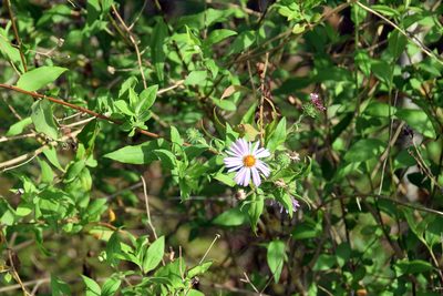 Ampelaster carolinianus, photographed by Paul Asman