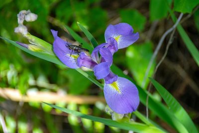 Iris savannarum, photographed by Paul Asman
