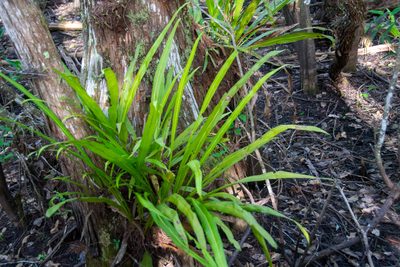Campyloneurum phyllitidis, photographed by Paul Asman