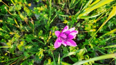 Anemone hortensis, photographed by Andrea Meucci