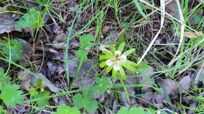 Eranthis hyemalis, photographed by Andrea Meucci