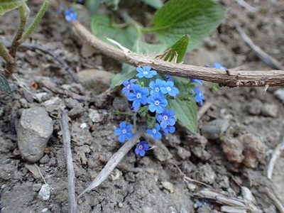 Omphalodes verna, photographed by Juraj Ahel