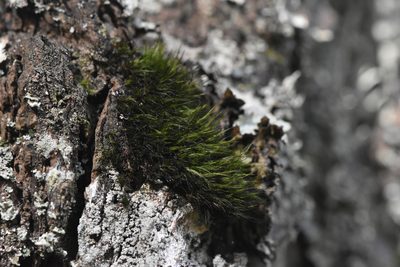 Orthodicranum tauricum, photographed by Braden J. Judson