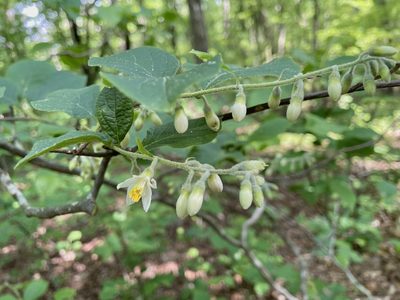 Styrax grandifolius, photographed by Bill Sheehan