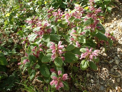 Lamium orvala, photographed by Juraj Ahel