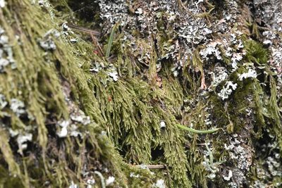 Trochophyllohypnum circinale, photographed by Braden J. Judson