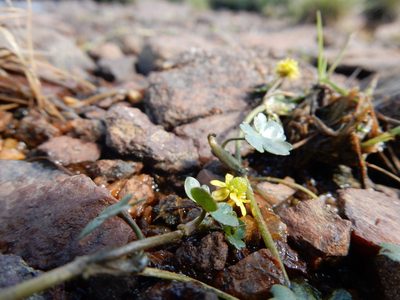 Ranunculus hyperboreus, photographed by Matt Lavin