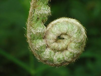 Polystichum setiferum, photographed by Juraj Ahel
