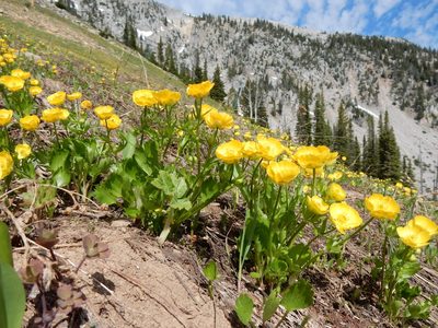 Ranunculus eschscholtzii, photographed by Matt Lavin