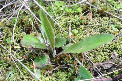 Hieracium albiflorum, photographed by Braden J. Judson