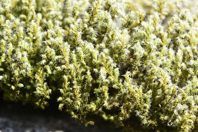 Niphotrichum elongatum, photographed by Braden J. Judson