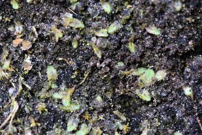 Riccia sorocarpa, photographed by Braden J. Judson