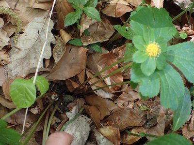 Sanicula epipactis, photographed by Juraj Ahel