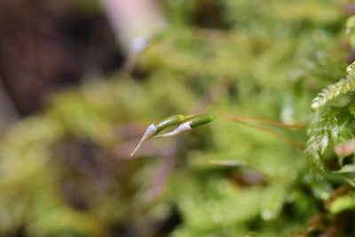 Stereodon subimponens, photographed by Braden J. Judson