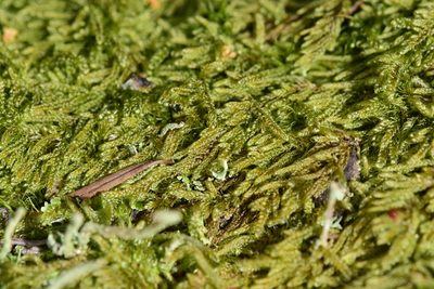 Trochophyllohypnum circinale, photographed by Braden J. Judson