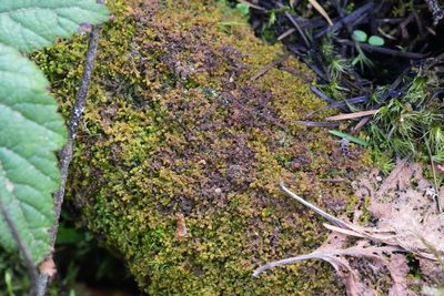 Ptilidium pulcherrimum, photographed by Braden J. Judson
