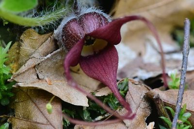 Asarum caudatum, photographed by Braden J. Judson