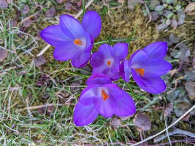 Crocus tommasinianus, photographed by Steve DeGrace