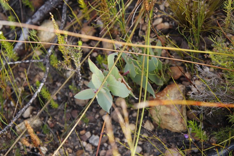 Protea amplexicaulis, photographed by Tony Rebelo