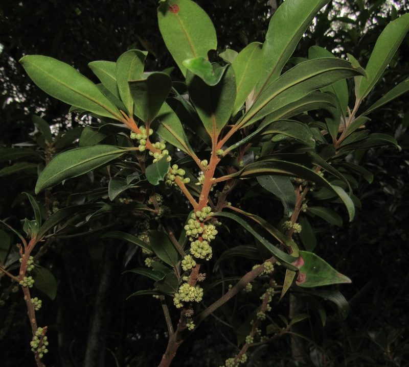 Myrsine coriacea, photographed by Kahio Tiberio Mazon